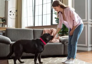 Hvordan træner man en hund derhjemme? – Hvalpetræning Guide