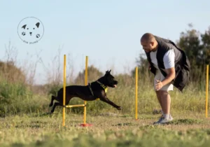 Belønningsbaseret hundetræning