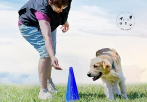 Hundetræning for begyndere