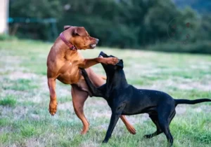 Min hund reagerer på andre hunde – Træning der hjælper