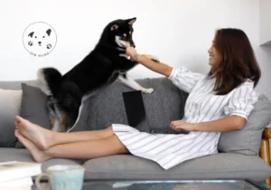 Min hund springer på gæster – Hvad kan jeg gøre-
