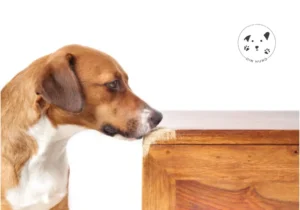 Min hund tygger i møbler – Tips til at bryde vanen