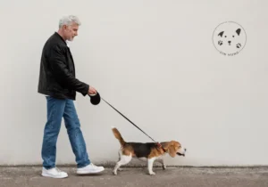 Min hund vil ikke gå i snor – Sådan løser du det