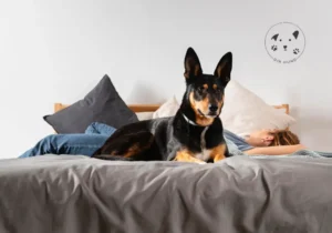 Hvorfor gøer min hund, når den er alene hjemme