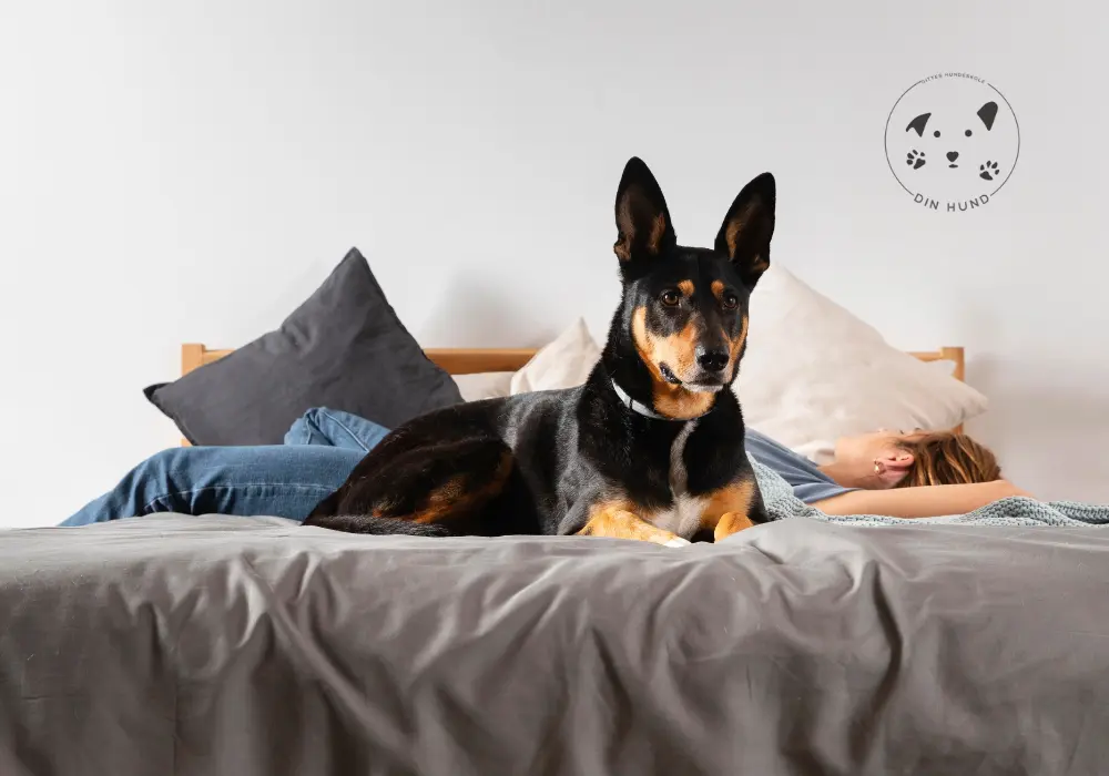 Hvorfor gøer min hund, når den er alene hjemme