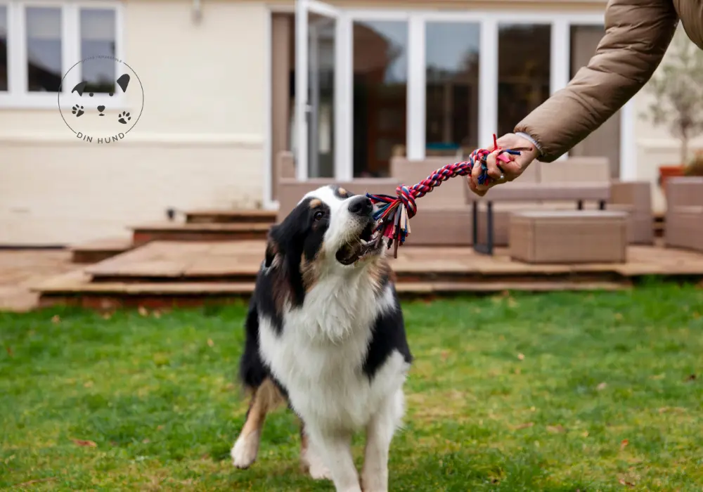 Min hund bider i snoren – Hvorfor og hvordan