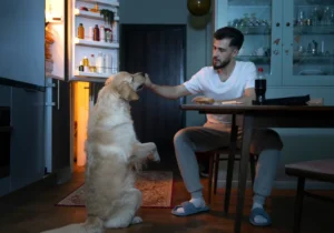 Min hund kan ikke være alene hjemme – En guide