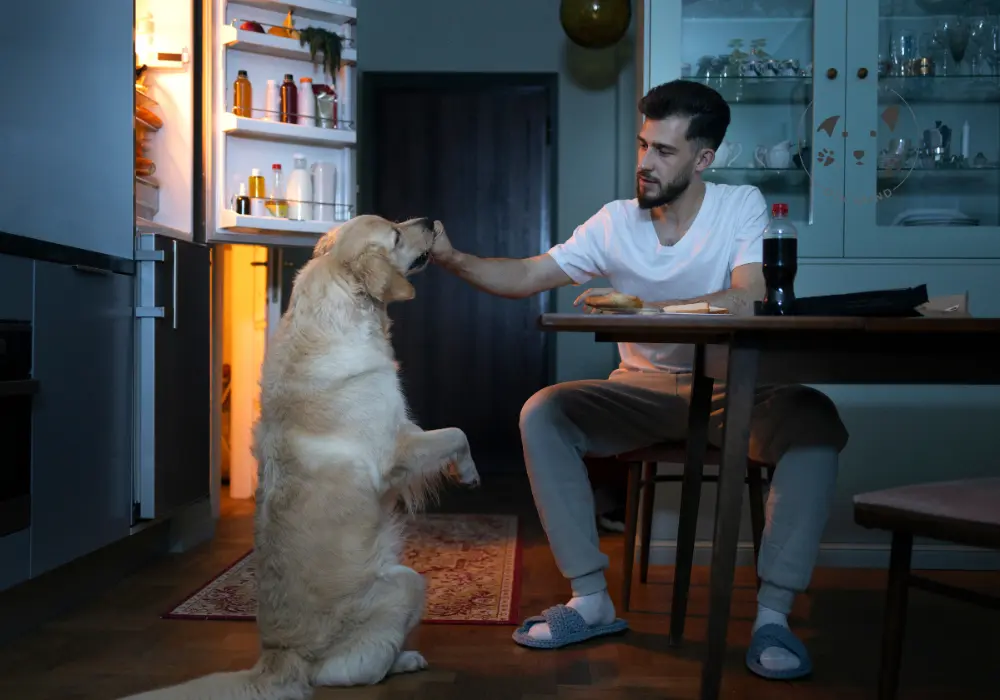 Min hund kan ikke være alene hjemme – En guide