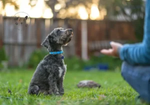 _Indkaldstræning Få din hund til at komme hver gang