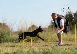 Klikkertræning for aggressive hunde