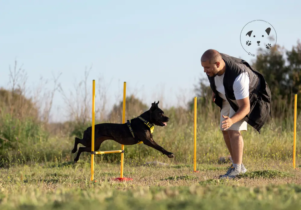 Klikkertræning for aggressive hunde