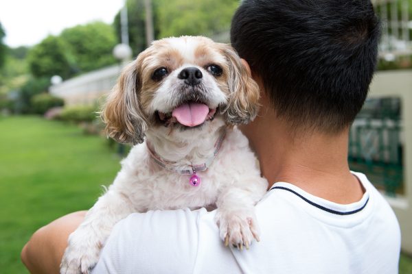 asian-young-man-with-his-shih-tze-dog-9B4NZHE.jpg