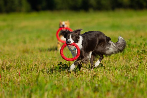 Border Collie dog. Stroll. Plays. Jumps. Running around. Training. Field. Day. Summer. The sun