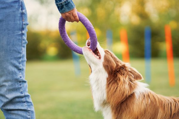 Chocolate White Border Collie with woman owner. High quality photo