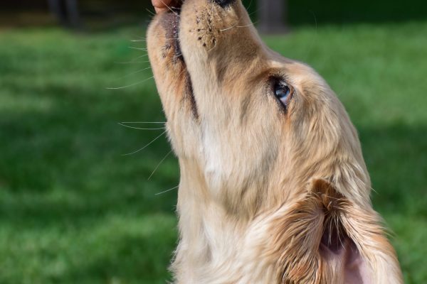 closeup-golden-retriever-puppy-getting-treat-while-2023-11-27-04-54-30-utc