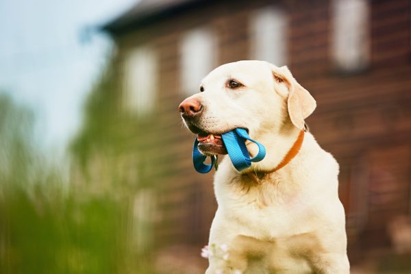 Cute dog (labrador retriever) with leash is waiting for walk in front of the house.