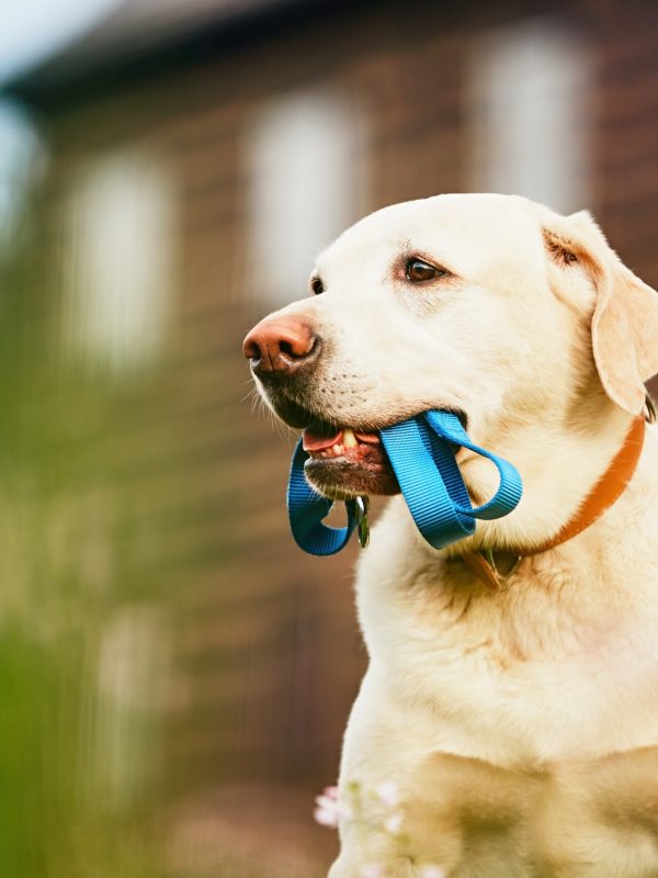 Cute dog (labrador retriever) with leash is waiting for walk in front of the house.