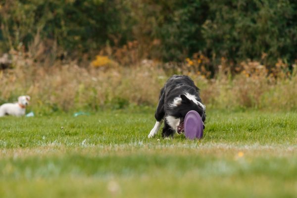 dog-catching-flying-disk-in-jump-pet-playing-outd-2023-11-27-05-27-55-utc