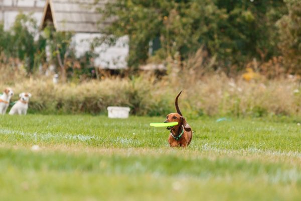 dog-catching-flying-disk-in-jump-pet-playing-outd-2023-11-27-05-30-28-utc